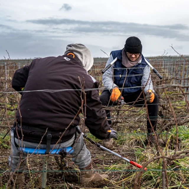 La Taille de la Vigne à Boursault